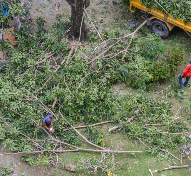 professional tree removal