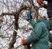 7 Signs Your Trees Need Professional Trimming and Pruning