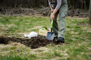stump removal and stump grinding
