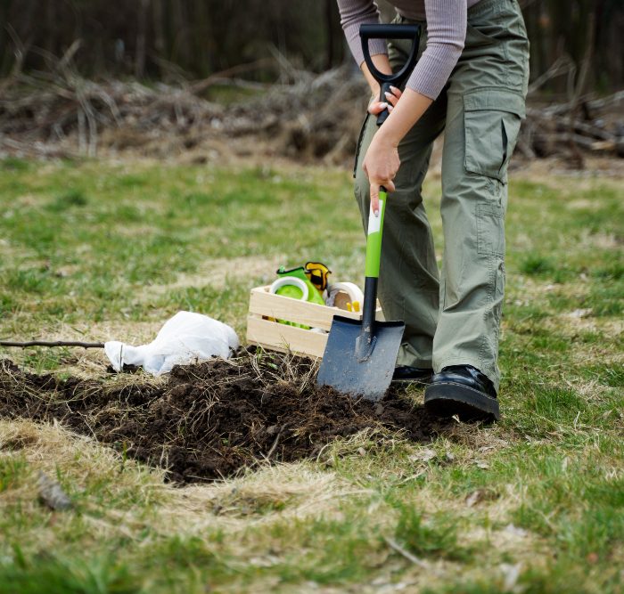 stump removal and stump grinding