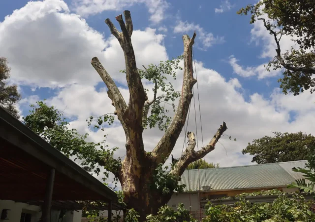 cape-town-tree-felling-2