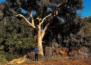 tree stump removal