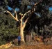 A Complete Guide to Tree Maintenance and Pruning
