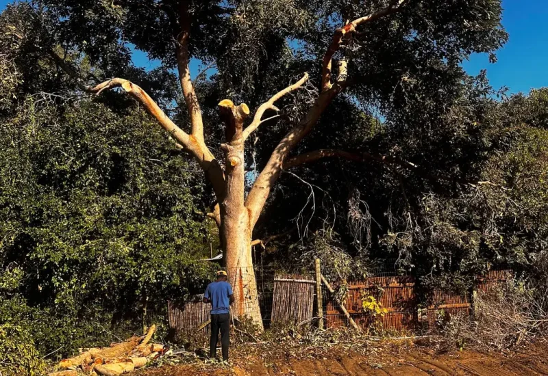 tree stump removal