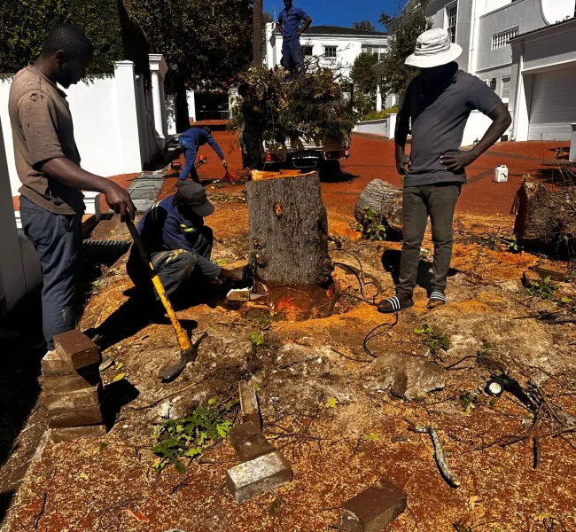 Tree Cutting Services