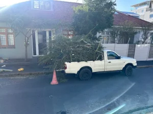emergency tree cutting service