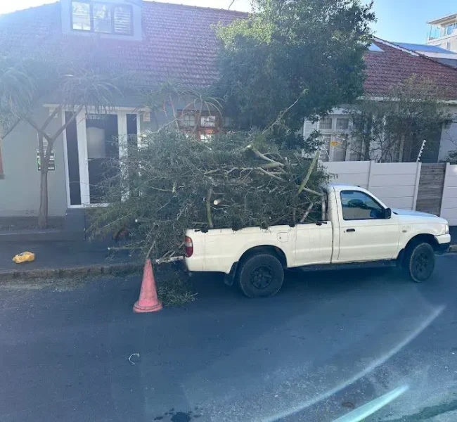 emergency tree cutting service