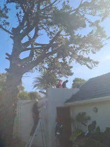 emergency tree trimming
