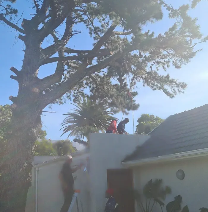 emergency tree trimming