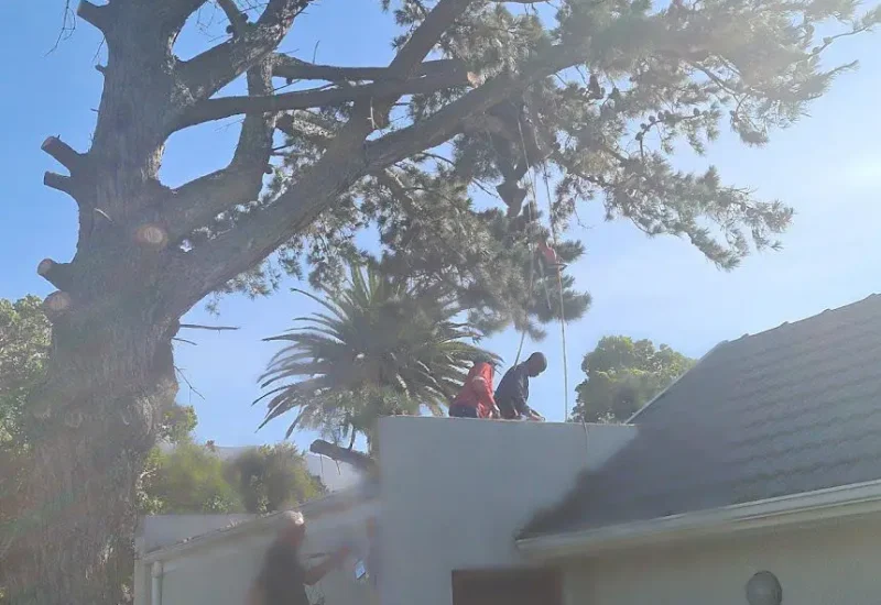 emergency tree trimming