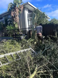 tree trimming and pruning
