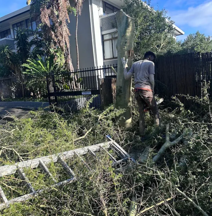 tree trimming and pruning