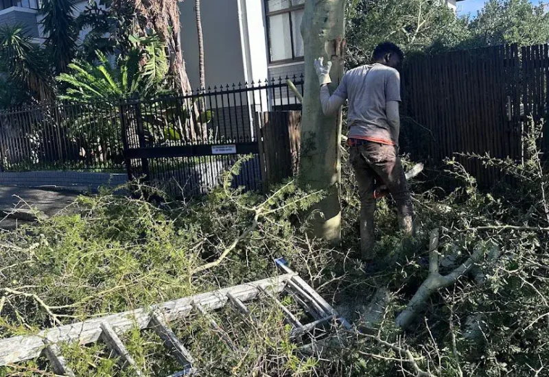 tree trimming and pruning