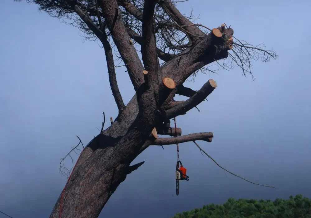 cape-town-tree-felling-10-1000x800