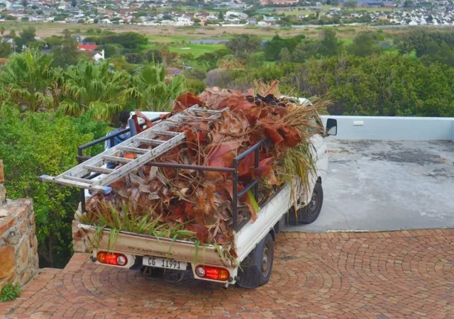 cape-town-tree-felling-6-1000x800