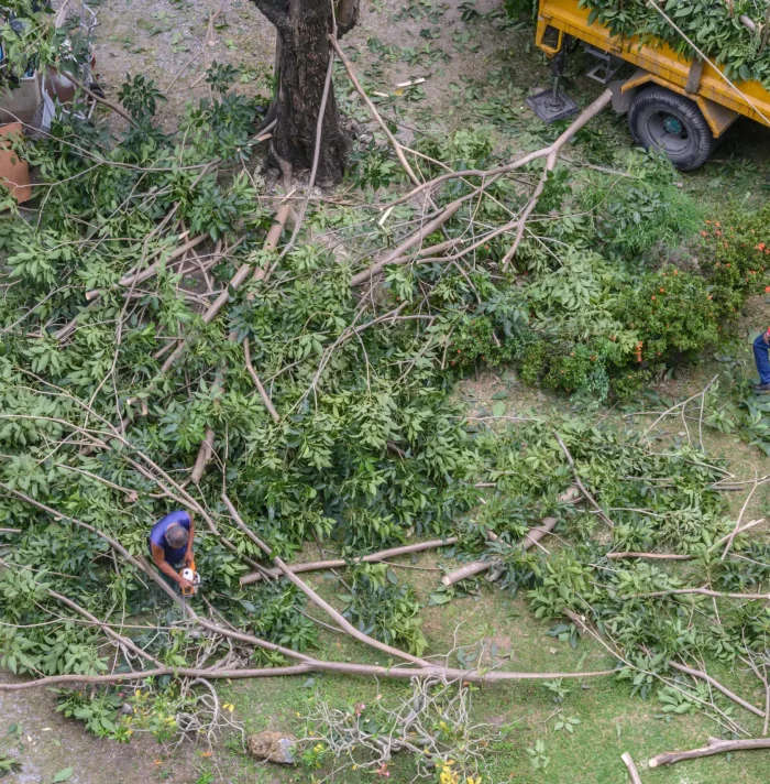professional tree removal and pruning