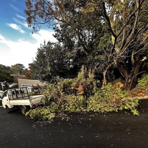 Tree cutting and trimming service clearing large branches and green waste from a roadside in Cape Town.