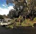 How Much Does Tree Felling Cost in Cape Town? A Complete Pricing Guide for Homeowners