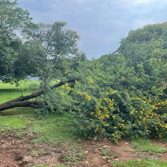 Tree feeling service, the tree is fallen on plain fields capetree is triming to load