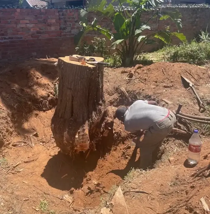 Tree stump removal a person by capetree is doing the job to dig enough to get stump removal easy