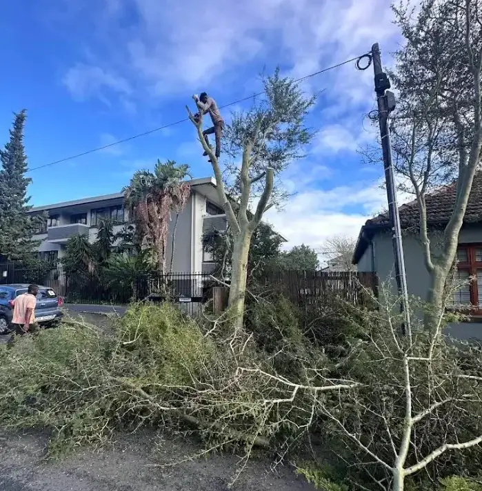 Residential Tree Trimming Service by CapeTree