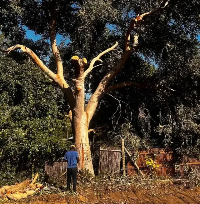 tree stump removal
