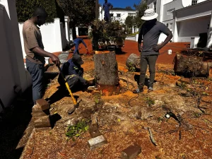 Tree cutting work in parts done by capetreeservice team. Team is standing and cutting down the final piece to plain the land