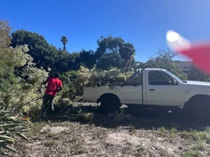 The tree stumps which being cut are being uploaded on a truck to perform green removal waste job by capetree