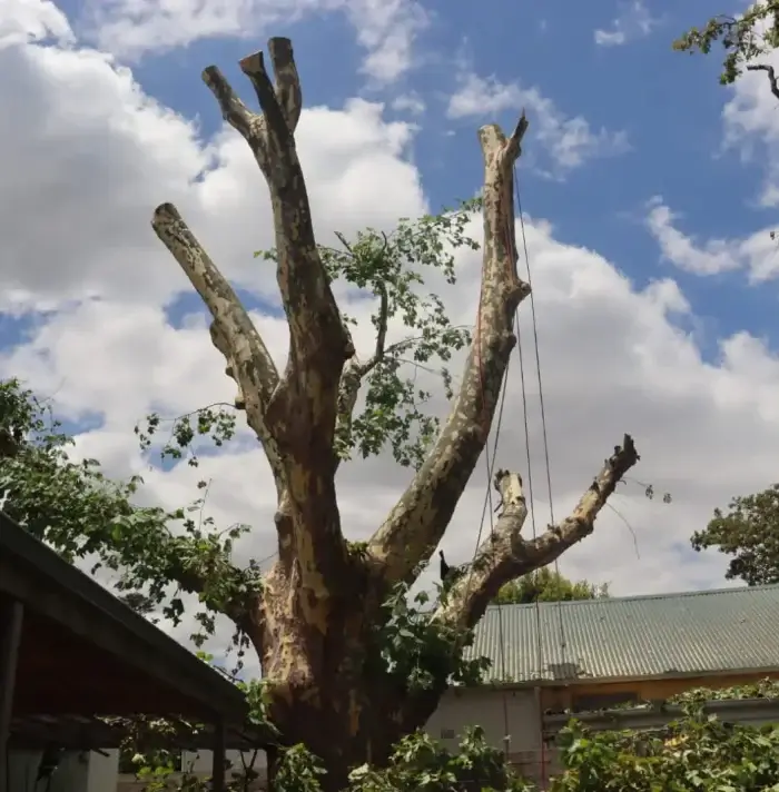 tree trimming and pruning