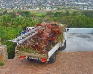 The trees are loaded on truck after trimming