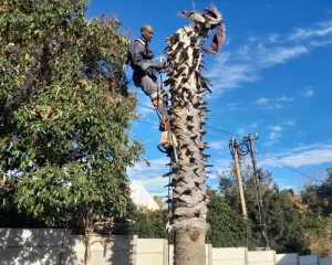 A tree service provide of capetree is standing at top of tree to perform its job opf felling