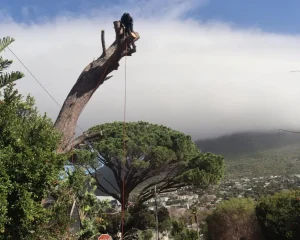 On a rough train capetreeservice team provider is performing job by climbing at top of tree where one side has a deep gorge